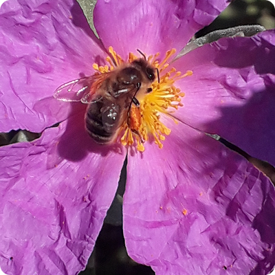 une abeille sur une fleur rose