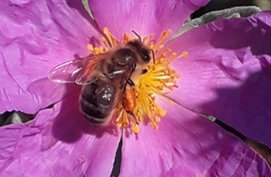 une abeille sur une fleur rose