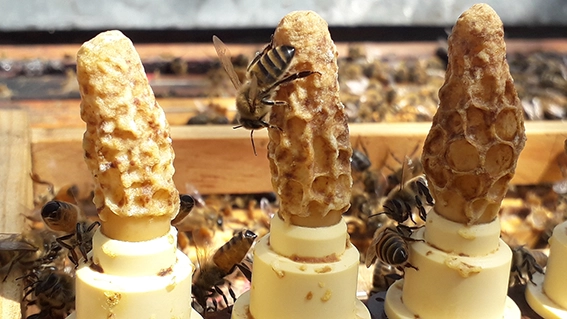 reines d'abeille