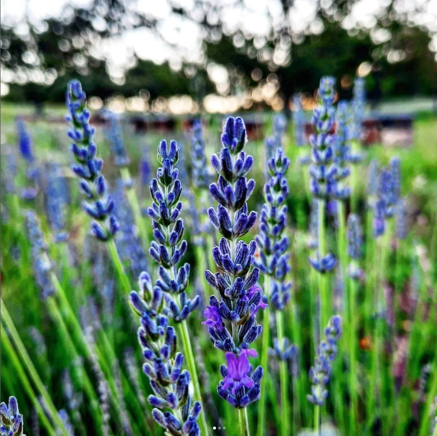lavande pour du miel bio de provence